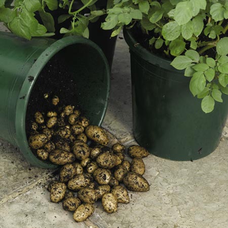 Unbranded Patio Potato Starter Kit (Late Season) 3 Potato