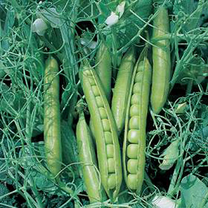 In this greensage pea you get an even sweeter exhibit quality garden-worthy Pea.