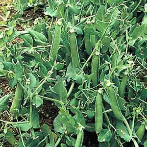 Unbranded Pea Jaguar Seeds