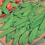 Unbranded Pea (Mangetout) Oregon Sugar Pod Plants 400281.htm