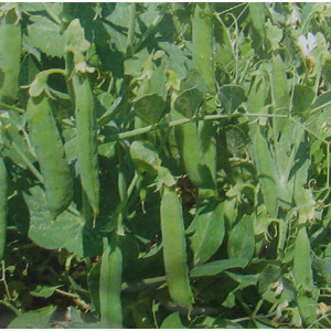 Pea Oasis produces huge yields of double pods  averaging 8-9 succulent  dark green peas per pod. Res