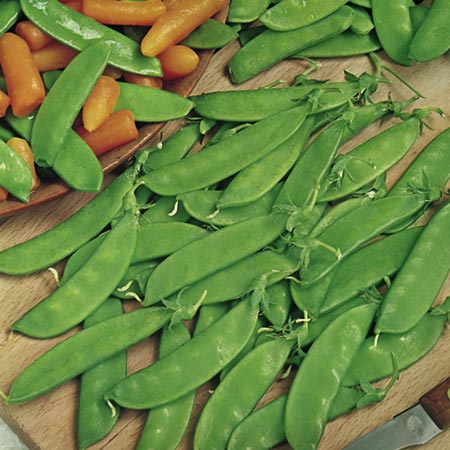 Unbranded Pea Oregon Sugar Pod Seeds Average Seeds 260