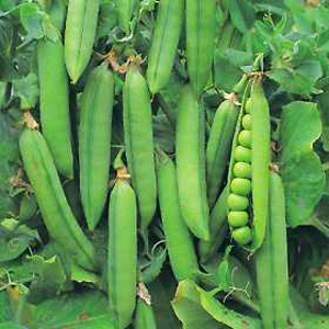 Unbranded Pea Rondo Seeds