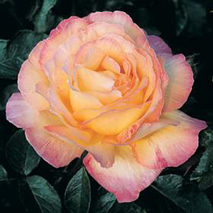 Unbranded Peace - Hybrid Tea Rose (pre-order now)