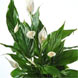 Peace Lily with Courier Delivery