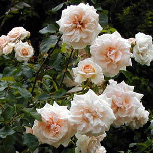 Unbranded Penny Lane - Climbing Rose