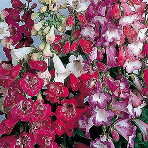 Penstemon Beloved Bells Mix Seeds