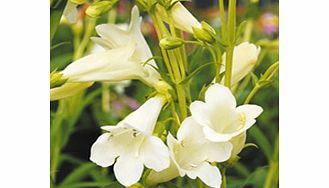These robust varieties have phenomenal stamina and will withstand both rain and drought  blooming for an incredible five months  year after year! They also boast slug-resistant  semi-evergreen foliage. Flowers June-October. Wedding Day - White flower