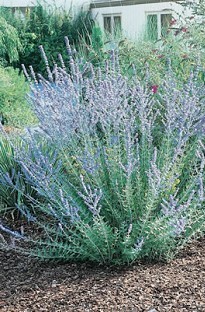 A small shrub with spikes of lilac coloured flowers. Also known as Russian sage. Perovskia makes a g