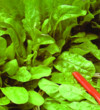 Unbranded Perpetual Spinach Seeds