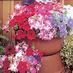 A captivating `high-tech`  old fashioned style Petunia combining the high germination and vigour of 