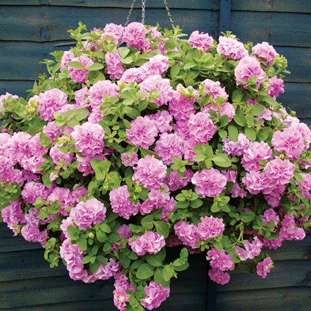 Unbranded Petunia Double Flowered Surfinia Plants - LILAC