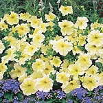 Unbranded Petunia Prism Sunshine F1 Easiplants