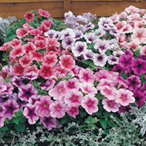 Unbranded Petunia Seeds - Reflections Mixed F1