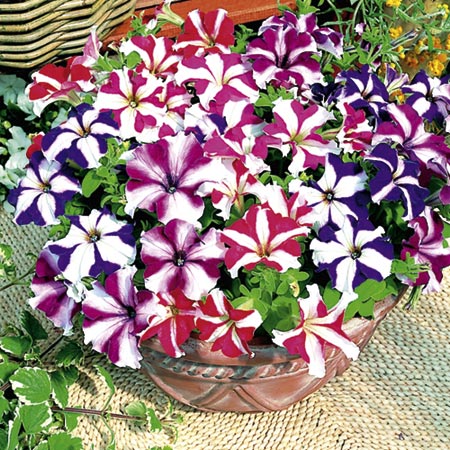 Unbranded Petunia Stars and Stripes Plants Pack of 90