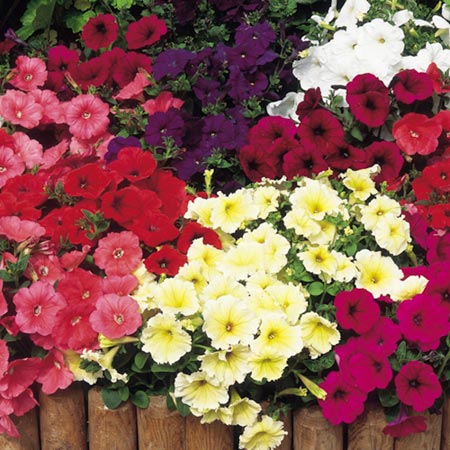 Unbranded Petunia Sundance Seeds - Salmon F2 Average Seeds