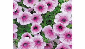 Unbranded Petunia Surfinia Plants - ROSE VEIN