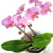 An elegant twin stem Phalaenopsis Orchid. This stylish plant, originating in South East Asia,