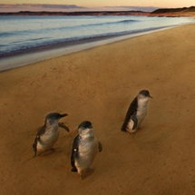 Unbranded Phillip Island Penguin Parade - Adult