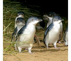 Similar to the Philip Island Penguin Parade, this charming tour includes a ranger-guided interpretive experience with priority viewing position on the beach at the Penguin Parade and access to the Penguins Plus boardwalk.