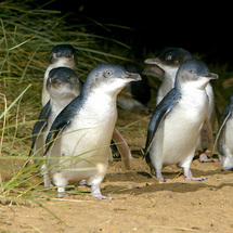 Similar to the Philip Island Penguin Parade, this charming tour includes the memorable chance to vie