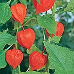 Unbranded Physalis Franchetii Seeds 427615.htm
