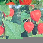 The large pods  resembling orange-red lanterns  are most attractive when dried for winter decoration
