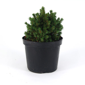 This coniferous  dwarf shrub has a very dense  compact  rounded form. Its foliage is dark green in a