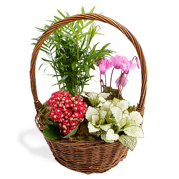 Unbranded Plant Basket - flowers