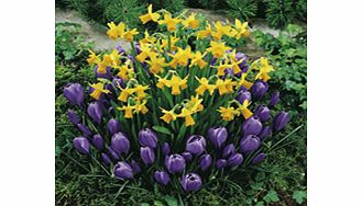 Unbranded Plant-O-Mat Classic Preplanted Bulbs -