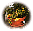 Planted Arrangement in pot