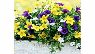 Unbranded Plunge Pot - Twinkle Star