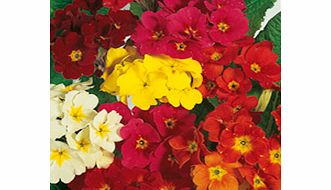 Unbranded Polyanthus Seeds - Dobies Superb Mixed