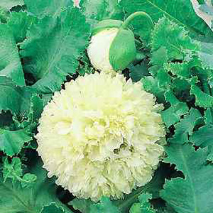 This poppys striking pom-pom blooms stand out above tidy grey-green foliage. Very eye catching in bo