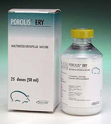 For the active immunisation of sows  gilts and boars as an aid in the control of swine erysipelas.