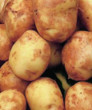 Unbranded Potato Pentland Javelin Taster Pack (10)