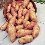 A variety of great character and one of the first `salad` potatoes. The branched tubers are ready in