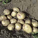 Pixie is a brand new salad potato bred by Caithness potatoes in Scotland. Classed as a second early 