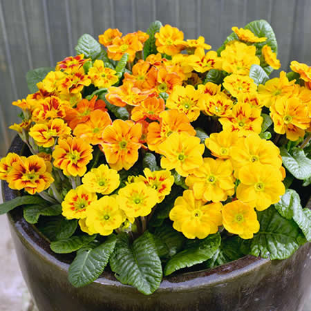 Unbranded Primrose Firecracker Pack of 20 Easiplants