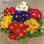 Unbranded Primrose Flamingo Miniplants 474151.htm