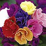 Unbranded Primrose Romio Mixed Easiplants 451481.htm