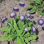 A beautiful and long-lasting Primula with attractive silver-grey stems  green foliage and intense bl