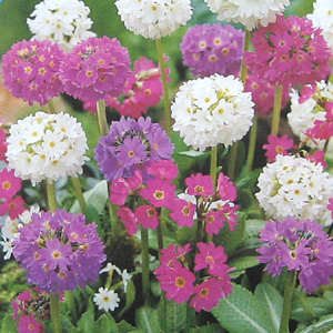 A distinct primula with large  round flower heads made up of scores of neat florets in either lilac 