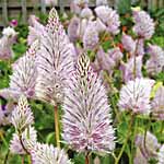 Unbranded Ptilotus Joey Plants 402641.htm