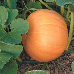 Unbranded Pumpkin Hundredweight Seeds