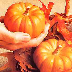 Unbranded Pumpkin Jack Be Little Seeds