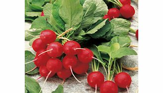 A long growing season makes this a flexible variety. Attractive  cherry-red  globe-shaped roots  app