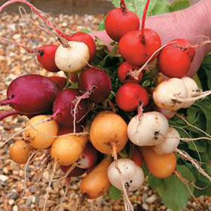 Unbranded Radish Rainbow Mixed Seeds