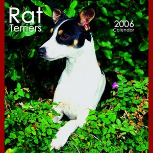 Rat Terriers Calendar