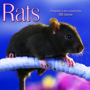 Rats Calendar